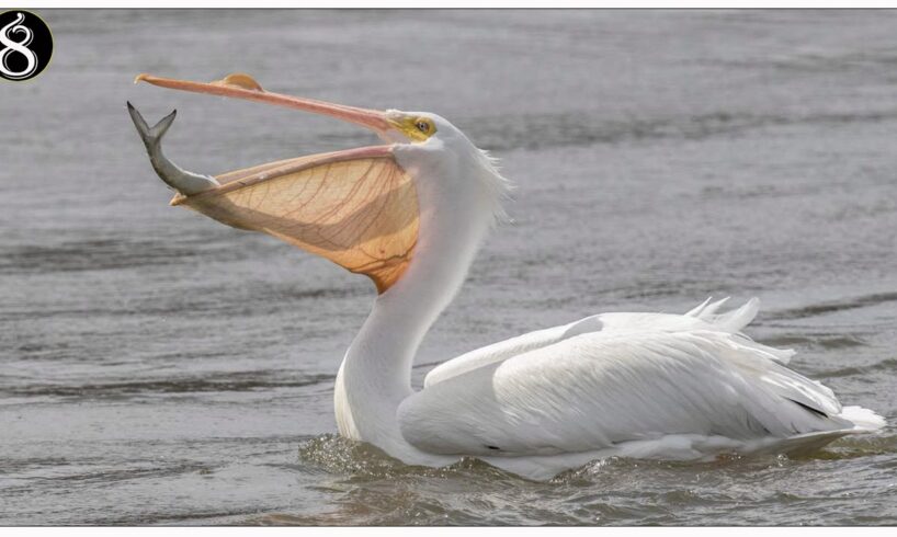 Pelicans - Kingdom of Danger and Cunning | Animal Fights