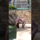 People Are Awesome - Girl Climbs out of Pool Like a Monster