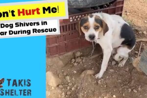 Pipino's Healing Journey: Dog Shivers in Fear during Rescue  Takis Shelter