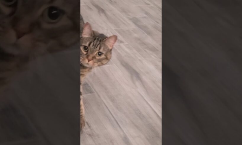 Playing sneaky with my cat 🤭