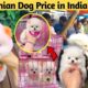 Pomeranian Dog Price In Indian Market | Teacup Dog Price | Pomeranian puppies price | Cute Pom Dog