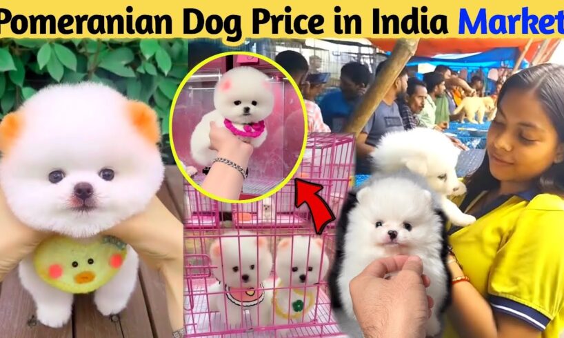 Pomeranian Dog Price In Indian Market | Teacup Dog Price | Pomeranian puppies price | Cute Pom Dog