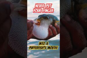 Pufferfish Rescue: NEVER Put Your Finger in Its Mouth! #shorts #pufferfish #fishing