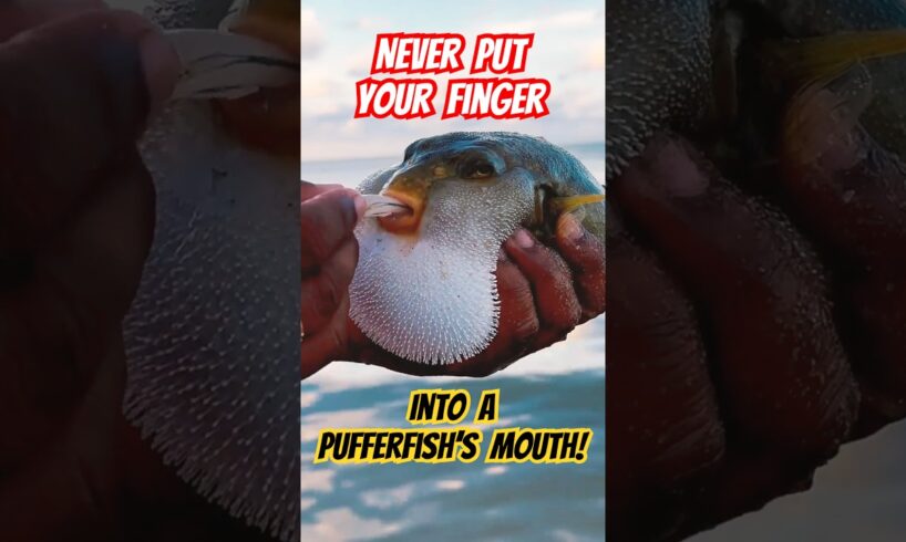 Pufferfish Rescue: NEVER Put Your Finger in Its Mouth! #shorts #pufferfish #fishing