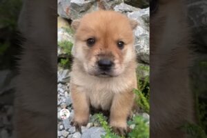 Puppies Are So Adorable & Sweet Cute Puppies Videos 🐶😘😘 -EPS1182 #cutepuppies