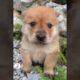 Puppies Are So Adorable & Sweet Cute Puppies Videos 🐶😘😘 -EPS1182 #cutepuppies