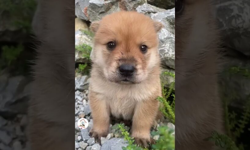 Puppies Are So Adorable & Sweet Cute Puppies Videos 🐶😘😘 -EPS1182 #cutepuppies