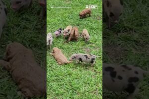 Puppies and piglets form adorable friendship