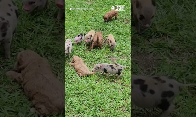 Puppies and piglets form adorable friendship