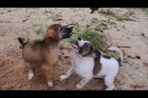 Puppies are having fun❤️Cute Puppies