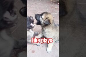 Puppies are like playing #dogismylife #straydoglove #puppiesplaying #cute #puppies #puppydog #funny