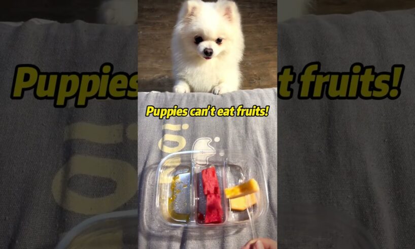 "Puppies can't eat fruits." #cute#dog#pomeranian