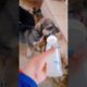 Puppies drink rice water #dog #puppy #animals #doglover #cute