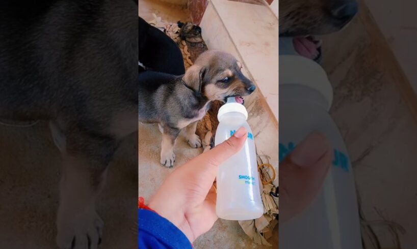 Puppies drink rice water #dog #puppy #animals #doglover #cute