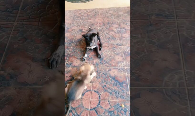 Puppies fight, very funny 🤣 #dog #puppy #animals #doglover #puppie #cute #shorts