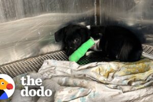 Puppy Who Went Through The Worst Gets The Best Life Ever | The Dodo