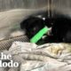 Puppy Who Went Through The Worst Gets The Best Life Ever | The Dodo