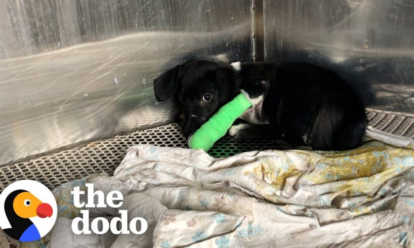 Puppy Who Went Through The Worst Gets The Best Life Ever | The Dodo