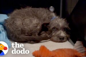 Puppy's Rescuer's Finally Figure Out Why He's Scared | The Dodo