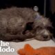 Puppy's Rescuer's Finally Figure Out Why He's Scared | The Dodo