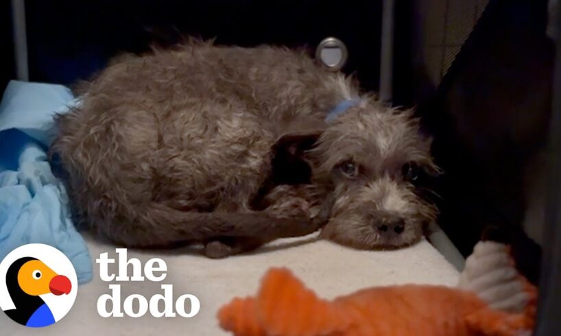 Puppy's Rescuer's Finally Figure Out Why He's Scared | The Dodo