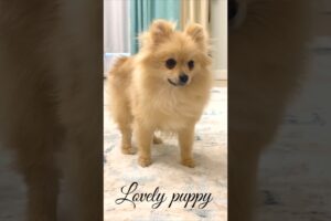 Pyara puppy 🐶#pomeranian puppy growling #4viral#shorts