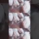 Pyari pyari cute puppies a chuke hain 🐇🐇🐰🐰🐰❤️❤️❤️❤️❤️#trending#rabbit  #viralvideo#viralshorts