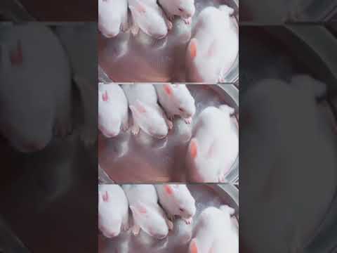 Pyari pyari cute puppies a chuke hain 🐇🐇🐰🐰🐰❤️❤️❤️❤️❤️#trending#rabbit  #viralvideo#viralshorts