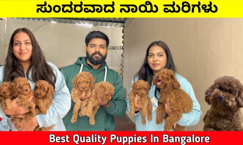 Quality Puppies In Bangalore | Cute Poodle Puppies For Sale In Bangalore |