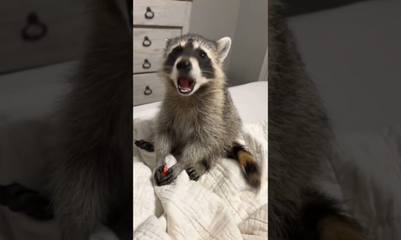 Raccoon stuck in plastic pipe was luckily rescued by woman #raccoon #rescueraccoon #shorts