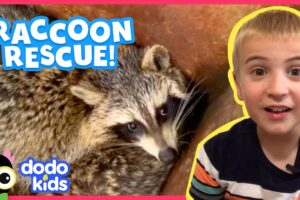 Raccoons? In A Dumpster?? Again??? | Animal Videos For Kids | Dodo Kids