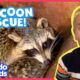 Raccoons? In A Dumpster?? Again??? | Animal Videos For Kids | Dodo Kids