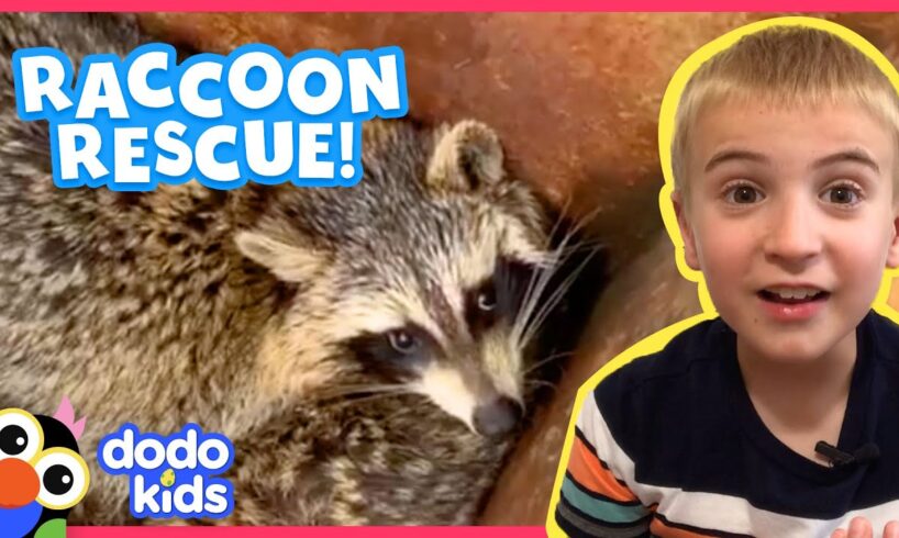 Raccoons? In A Dumpster?? Again??? | Animal Videos For Kids | Dodo Kids