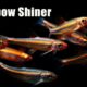 Rainbow Shiners Are Awesome! Care and Breeding