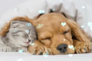 Relaxing Sleep Music For Puppies 🐶 Calm And Relax Your Dog ❤️ Soothing Lullaby For Dogs