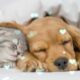 Relaxing Sleep Music For Puppies 🐶 Calm And Relax Your Dog ❤️ Soothing Lullaby For Dogs