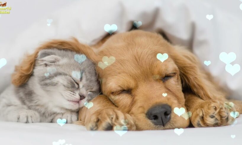 Relaxing Sleep Music For Puppies 🐶 Calm And Relax Your Dog ❤️ Soothing Lullaby For Dogs