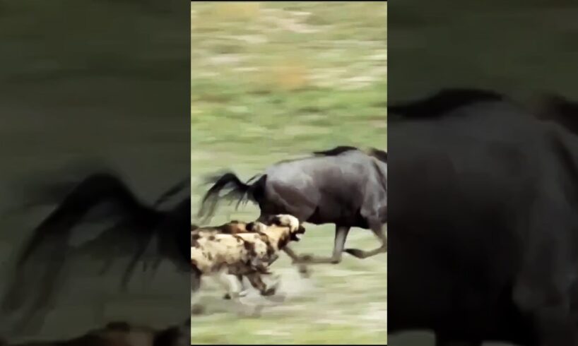 "Relentless African Wild Dogs vs. Wildebeest: Shocking Hunt Caught on Camera!"