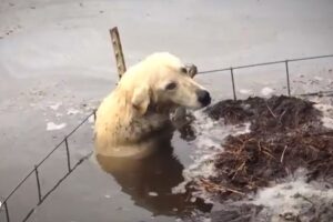 Reporters Jump Into Floodwaters To Rescue Stranded Dog