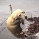 Reporters Jump Into Floodwaters To Rescue Stranded Dog