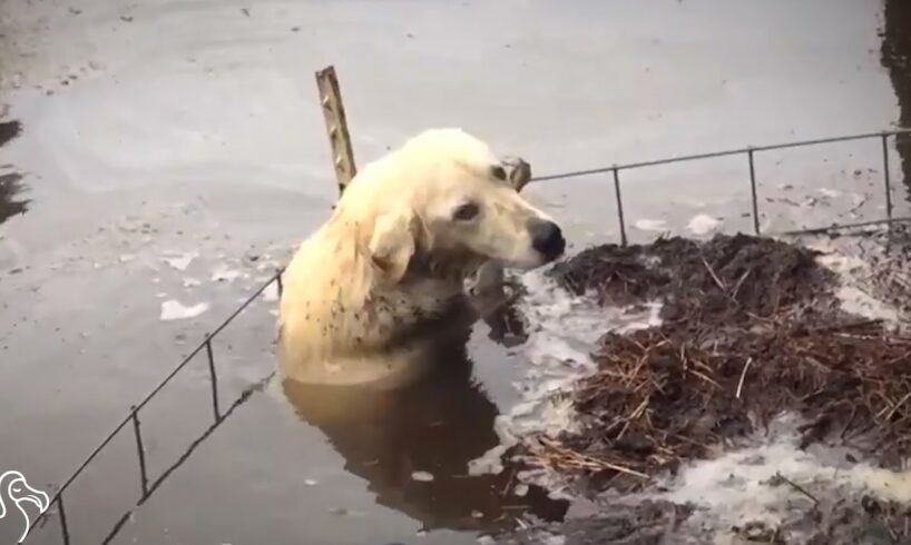 Reporters Jump Into Floodwaters To Rescue Stranded Dog