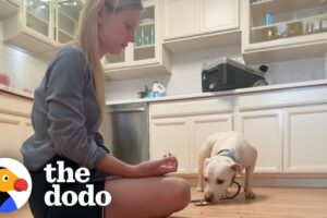 Rescue Dog Flinched When Mom Tried To Pet Her Until... | The Dodo