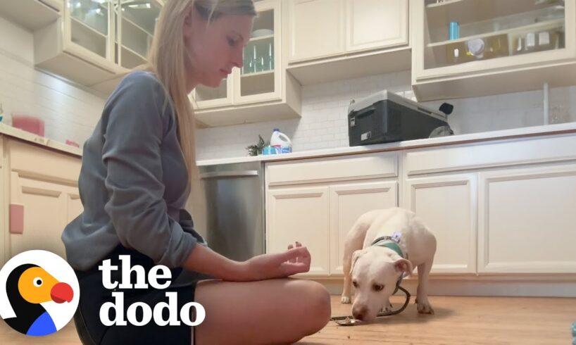 Rescue Dog Flinched When Mom Tried To Pet Her Until... | The Dodo