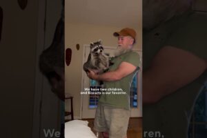 Rescue Raccoon Is The "Favorite Child" | The Dodo