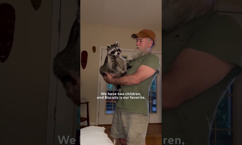 Rescue Raccoon Is The "Favorite Child" | The Dodo