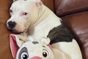 Rescue dog's in love with toy that looks like her