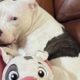 Rescue dog's in love with toy that looks like her