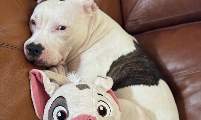 Rescue dog's in love with toy that looks like her