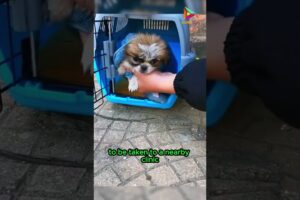 Rescue of an Abandoned Puppy #animals #rescue #shortvideo #shorts