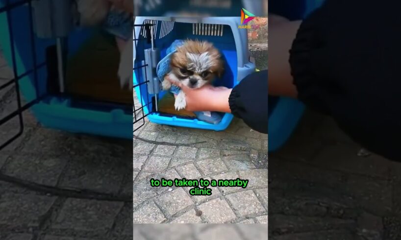 Rescue of an Abandoned Puppy #animals #rescue #shortvideo #shorts